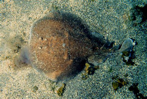 Torpedo marmorata – Discover Fishes .